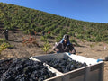 Turley "Pesenti Vineyard" Zinfandel Paso Robles SOMLYAY - 2023 (750ml)