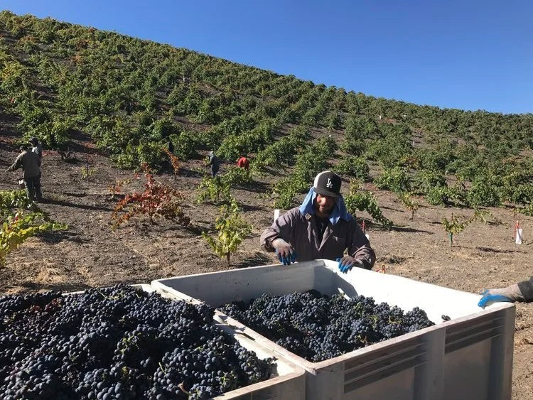 Turley "Pesenti Vineyard" Zinfandel Paso Robles SOMLYAY - 2023 (750ml)