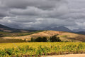 Sensational South Africa Wine Class Pack July '26