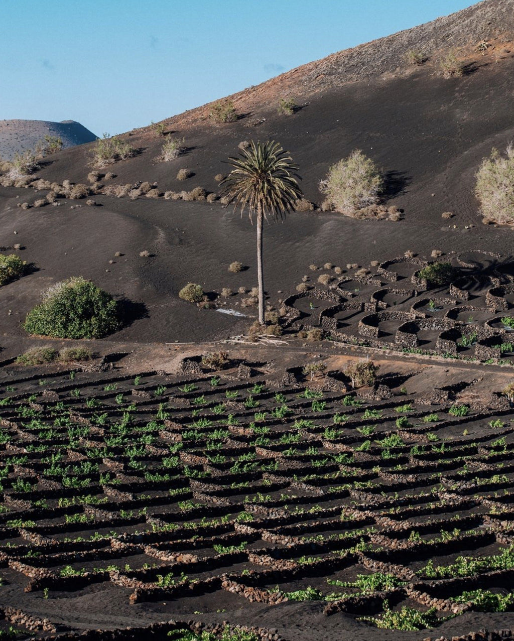 Bodegas Los Bermejos Lanzarote Listán Negro - 2023 (750ml)