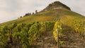 Rhône Rangers: Rhône Varieties from Around the World June 2023 Class Pack - NV (14 Bottle Case)